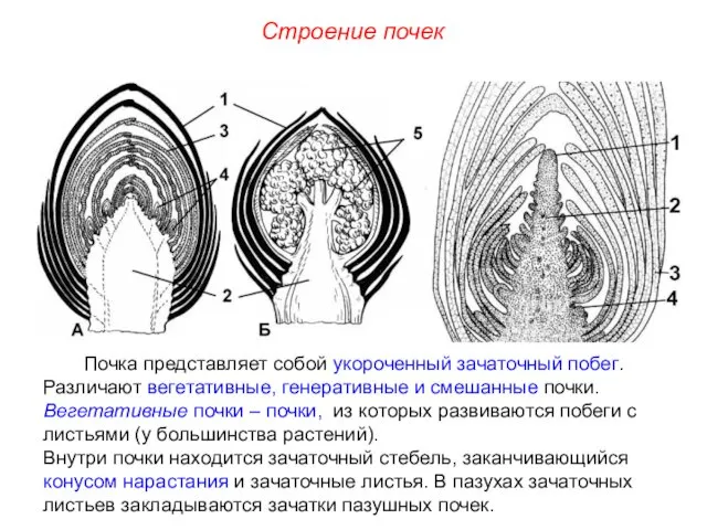 Почка представляет собой укороченный зачаточный побег. Различают вегетативные, генеративные и