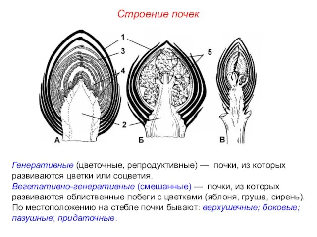 Генеративные (цветочные, репродуктивные) — почки, из которых развиваются цветки или