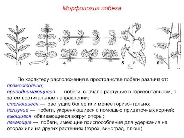 По характеру расположения в пространстве побеги различают: прямостоячие; приподнимающиеся —