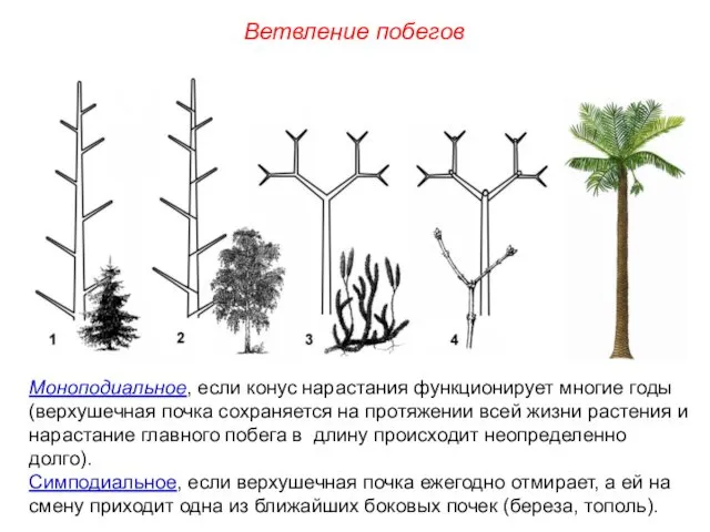 Моноподиальное, если конус нарастания функционирует многие годы (верхушечная почка сохраняется