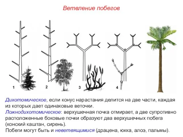 Дихотомическое, если конус нарастания делится на две части, каждая из