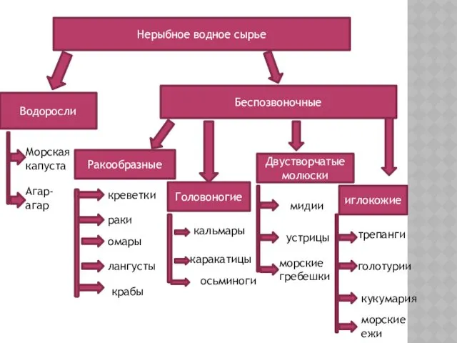 Нерыбное водное сырье Водоросли Беспозвоночные Ракообразные Двустворчатые молюски Головоногие раки