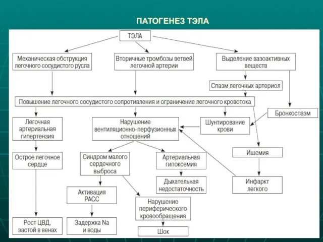 ПАТОГЕНЕЗ ТЭЛА