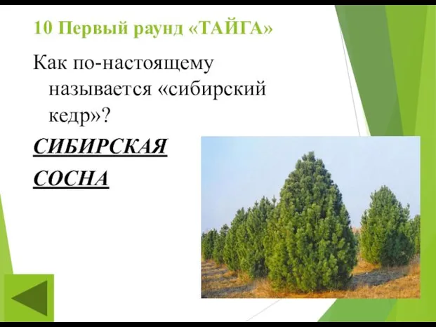 10 Первый раунд «ТАЙГА» Как по-настоящему называется «сибирский кедр»? СИБИРСКАЯ СОСНА