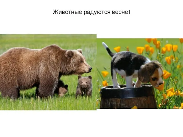 Животные радуются весне!