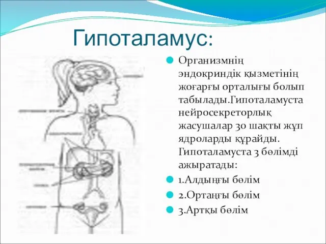 Гипоталамус: Организмнің эндокриндік қызметінің жоғарғы орталығы болып табылады.Гипоталамуста нейросекреторлық жасушалар