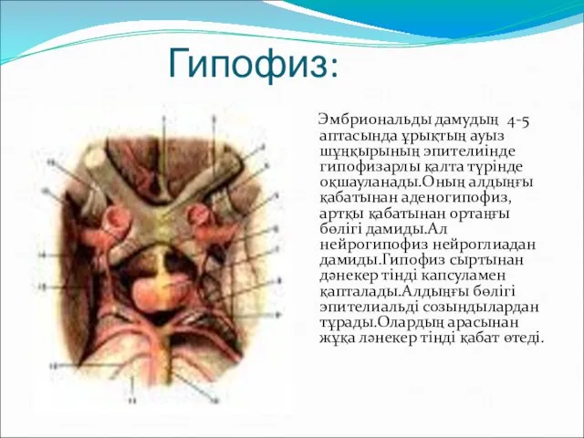 Гипофиз: Эмбриональды дамудың 4-5 аптасында ұрықтың ауыз шұңқырының эпителиінде гипофизарлы