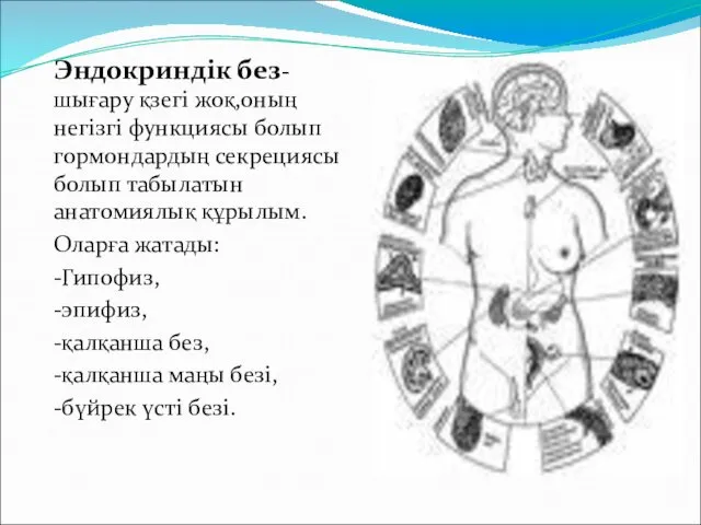 Эндокриндік без-шығару қзегі жоқ,оның негізгі функциясы болып гормондардың секрециясы болып