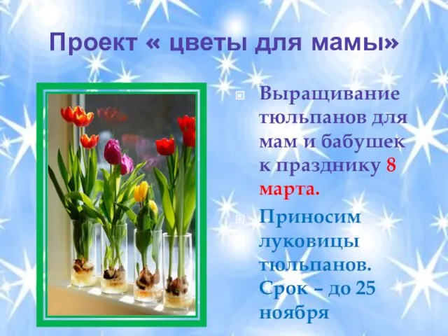 Проект « цветы для мамы» Выращивание тюльпанов для мам и бабушек к празднику