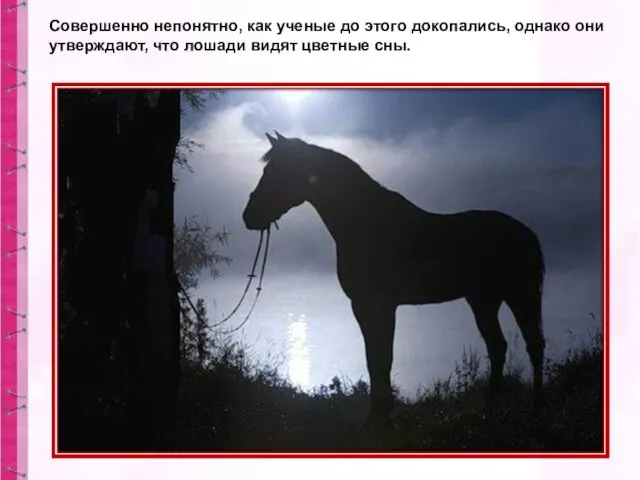Совершенно непонятно, как ученые до этого докопались, однако они утверждают, что лошади видят цветные сны.