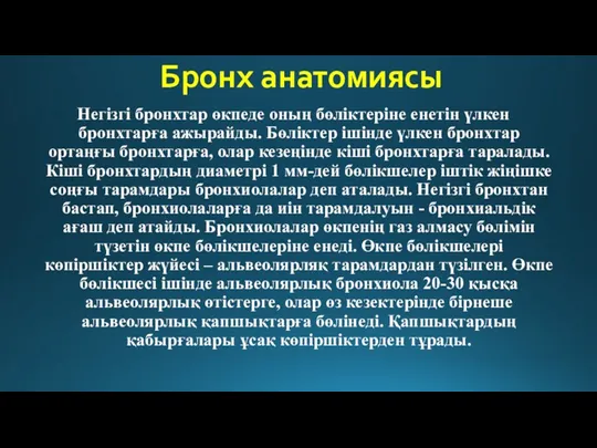 Бронх анатомиясы Негізгі бронхтар өкпеде оның бөліктеріне енетін үлкен бронхтарға