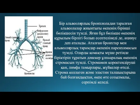 Бір альвеолярлық бронхиоладан таралған альвеолалар жиынтығы өкпенің бірінші бөлікшесін түзеді.