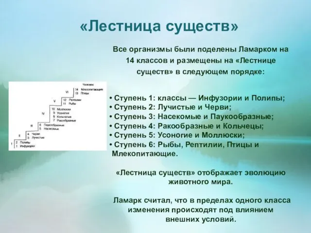 «Лестница существ» Все организмы были поделены Ламарком на 14 классов