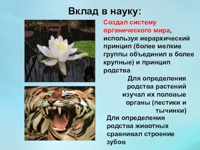 Вклад в науку: Создал систему органического мира, используя иерархический принцип