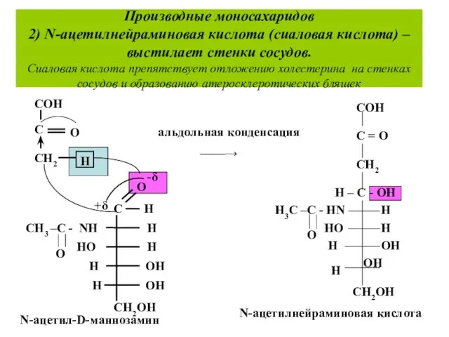 Производные моносахаридов 2) N-ацетилнейраминовая кислота (сиаловая кислота) –выстилает стенки сосудов.
