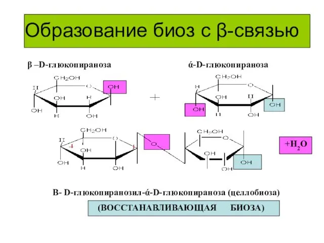 Образование биоз с β-связью +Н2О β –D-глюкопираноза Β- D-глюкопиранозил-ά-D-глюкопираноза (целлобиоза) (ВОССТАНАВЛИВАЮЩАЯ БИОЗА) ά-D-глюкопираноза