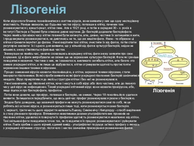 Лізогенія Коли вірусологи ближче познайомилися з життям вірусів, вони виявили