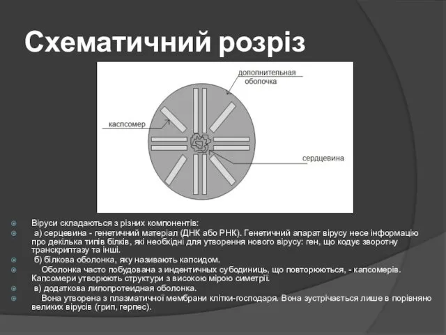 Схематичний розріз Віруси складаються з різних компонентів: а) серцевина -