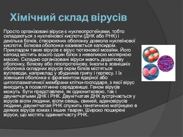 Хімічний склад вірусів Просто організовані віруси є нуклеопротеїнами, тобто складаються