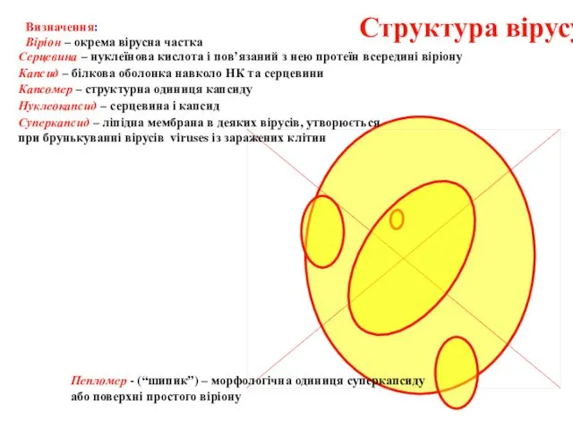 Структура вірусу Серцевина – нуклеїнова кислота і пов’язаний з нею