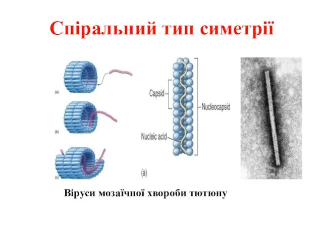 Спіральний тип симетрії Віруси мозаїчної хвороби тютюну