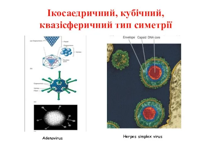 Ікосаедричний, кубічний, квазісферичний тип симетрії Adenovirus Herpes simplex virus