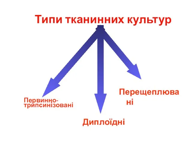 Типи тканинних культур Первинно-трипсинізовані Диплоїдні Перещеплювані