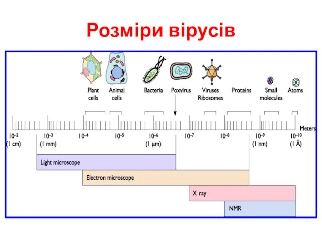 Розміри вірусів