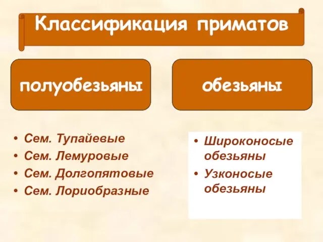 Классификация приматов Сем. Тупайевые Сем. Лемуровые Сем. Долгопятовые Сем. Лориобразные Широконосые обезьяны Узконосые обезьяны полуобезьяны обезьяны