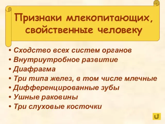 Признаки млекопитающих, свойственные человеку Сходство всех систем органов Внутриутробное развитие