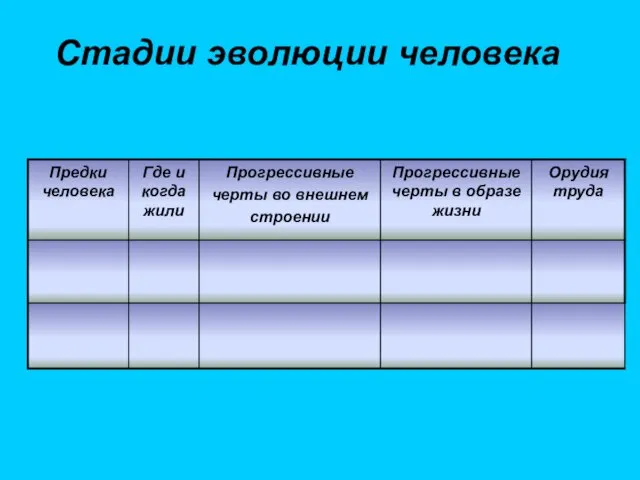 Стадии эволюции человека