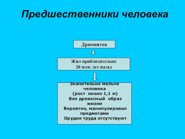 Предшественники человека Дриопитек Жил приблизительно 20 млн. лет назад Значительно