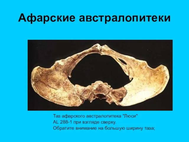 Афарские австралопитеки Таз афарского австралопитека "Люси" AL 288-1 при взгляде
