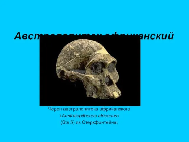 Австралопитек африканский Череп австралопитека африканского (Australopithecus africanus) (Sts 5) из Стеркфонтейна;