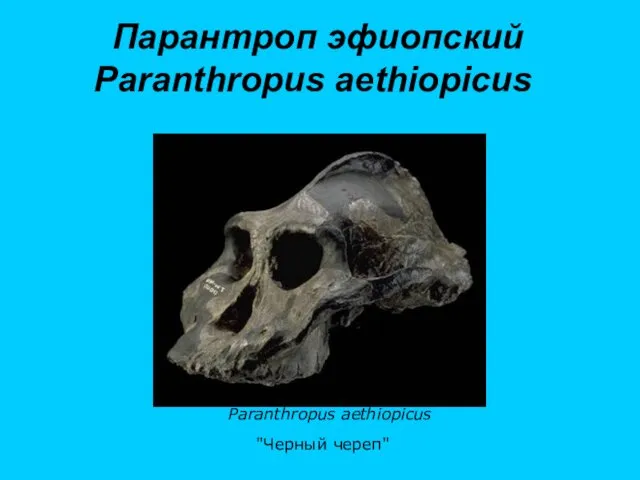 Парантроп эфиопский Paranthropus aethiopicus "Черный череп" Paranthropus aethiopicus