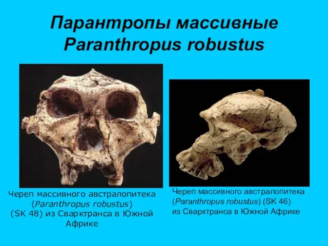 Парантропы массивные Paranthropus robustus Череп массивного австралопитека (Paranthropus robustus) (SK