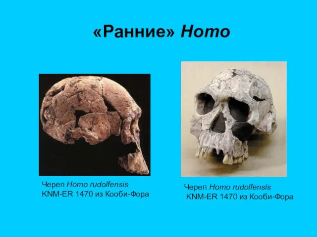 «Ранние» Homo Череп Homo rudolfensis KNM-ER 1470 из Кооби-Фора Череп Homo rudolfensis KNM-ER 1470 из Кооби-Фора
