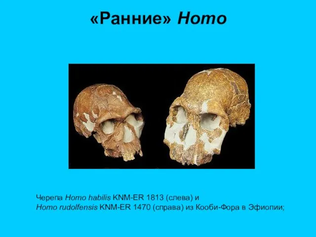 «Ранние» Homo Черепа Homo habilis KNM-ER 1813 (слева) и Homo