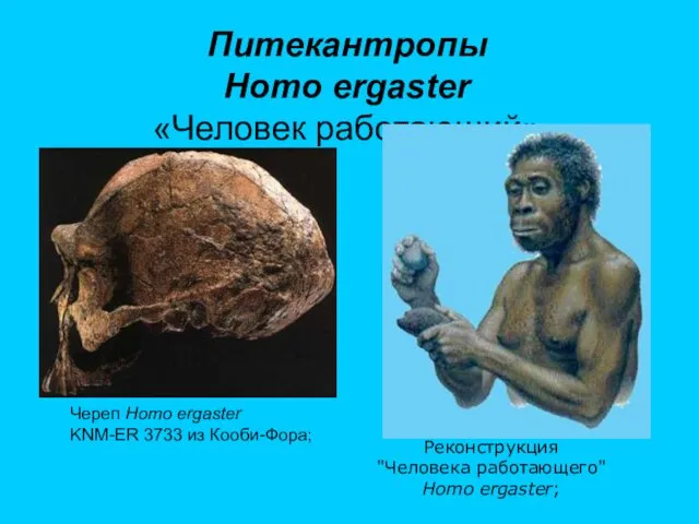 Питекантропы Homo ergaster «Человек работающий» Череп Homo ergaster KNM-ER 3733