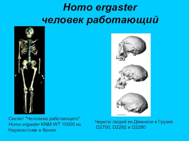 Homo ergaster человек работающий Скелет "Человека работающего" Homo ergaster KNM-WT