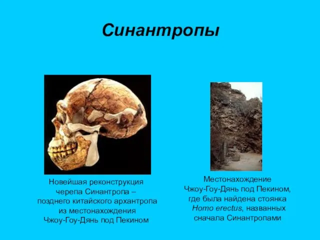 Синантропы Новейшая реконструкция черепа Синантропа – позднего китайского архантропа из