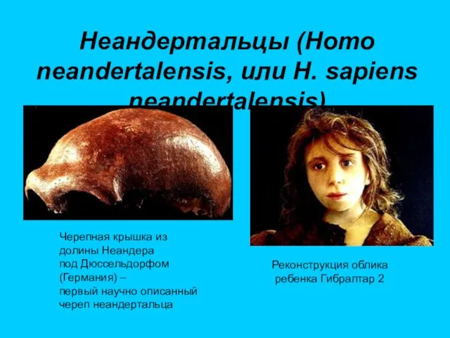 Неандертальцы (Homo neandertalensis, или H. sapiens neandertalensis) Реконструкция облика ребенка
