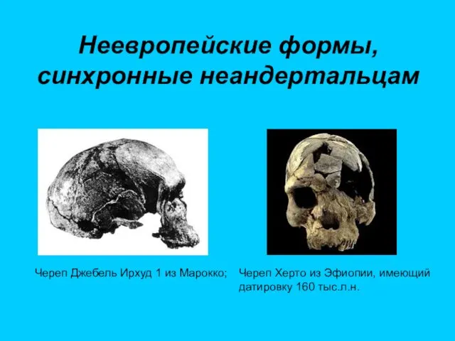 Неевропейские формы, синхронные неандертальцам Череп Херто из Эфиопии, имеющий датировку