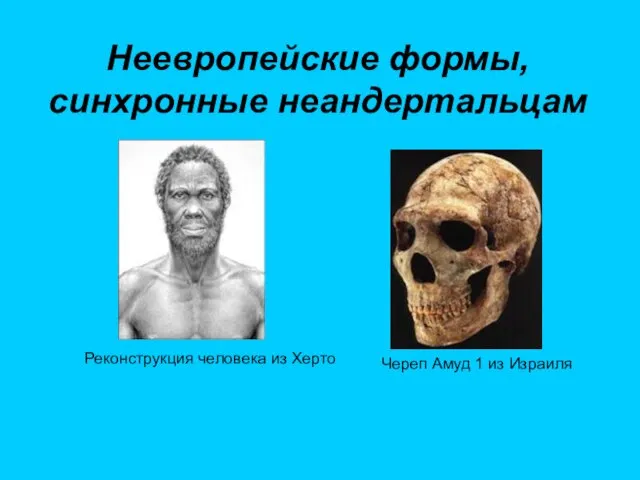 Неевропейские формы, синхронные неандертальцам Реконструкция человека из Херто Череп Амуд 1 из Израиля