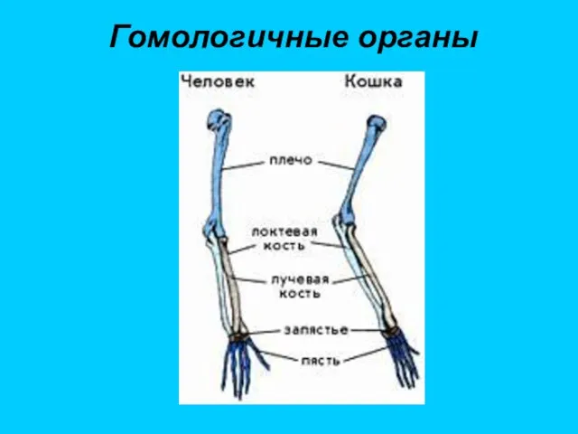 Гомологичные органы