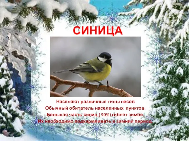 СИНИЦА Населяют различные типы лесов Обычный обитатель населенных пунктов. Большая