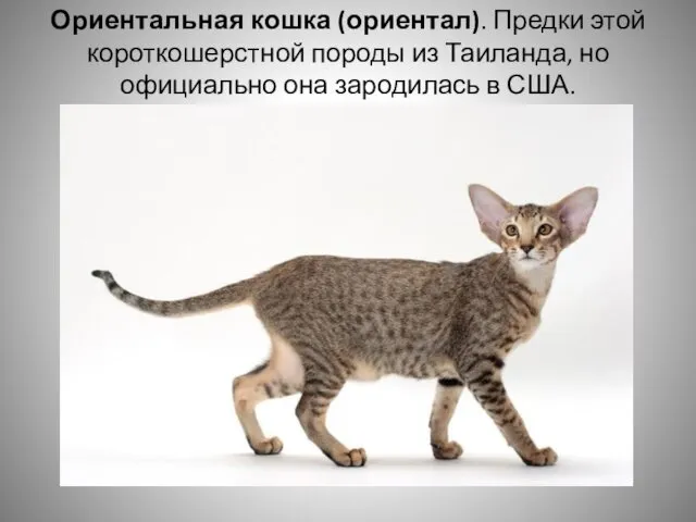 Ориентальная кошка (ориентал). Предки этой короткошерстной породы из Таиланда, но официально она зародилась в США.