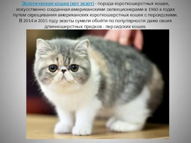 Экзотическая кошка (кот экзот) - порода короткошерстных кошек, искусственно созданная