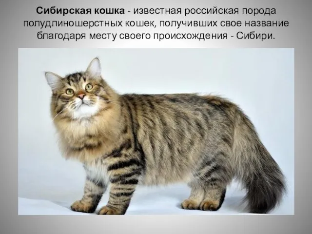 Сибирская кошка - известная российская порода полудлиношерстных кошек, получивших свое
