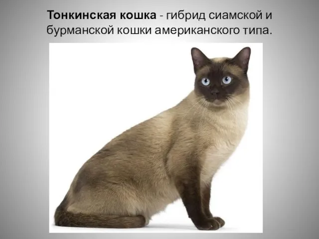 Тонкинская кошка - гибрид сиамской и бурманской кошки американского типа.
